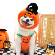 Small white dog wearing a Halloween pumpkin hat and costume with jack-o-lantern design sitting indoors on checkered floor